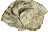 Eocene Fossil Crab (Pulalius) - Washington State #338078-1